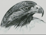 (image for) Hawk Study